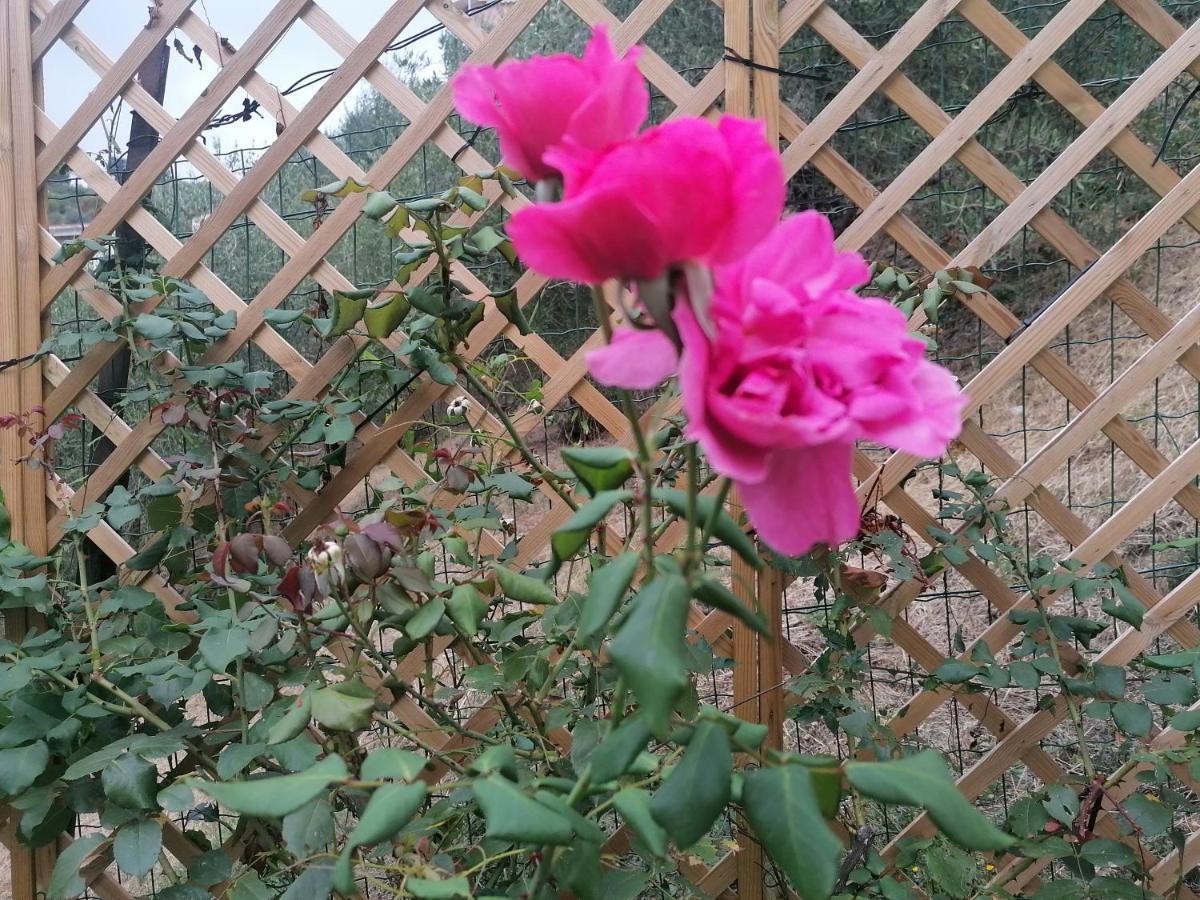 Nonna Paola Guest House Leivi 外观 照片